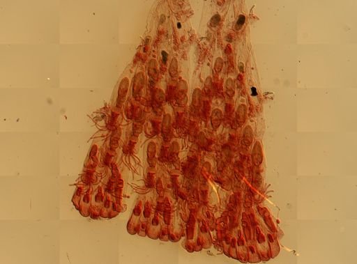 Bugula
