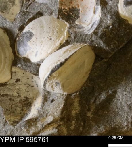 Protocardia sp.