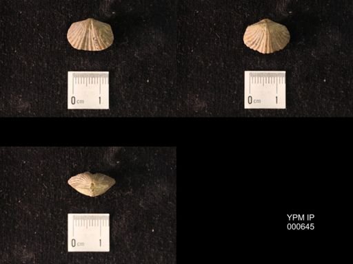 Platystrophia sp.