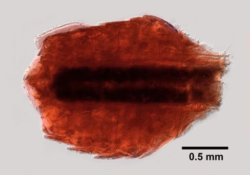 Philoscia vittata