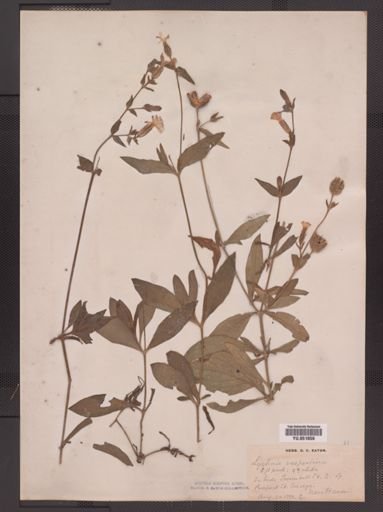Lychnis vespertina
