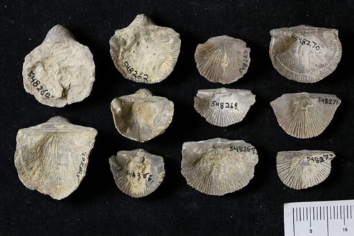 Stropheodonta navalis