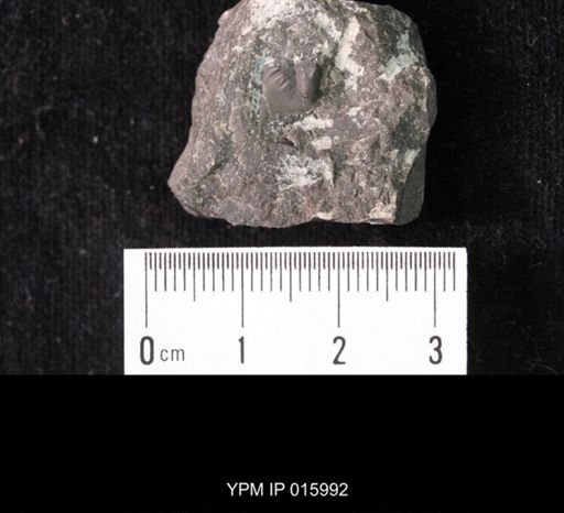 Crepicephalus sp.