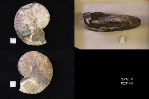 Jeletzkytes nebrascensis