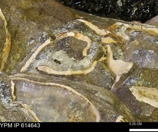 undet. Bivalvia