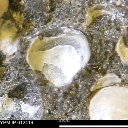 Protocardia subquadrata
