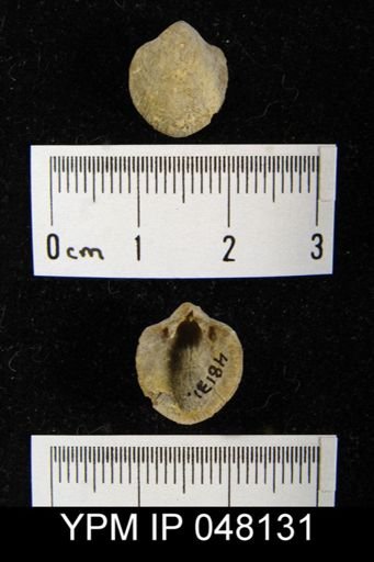 Parmorthis brownsportensis