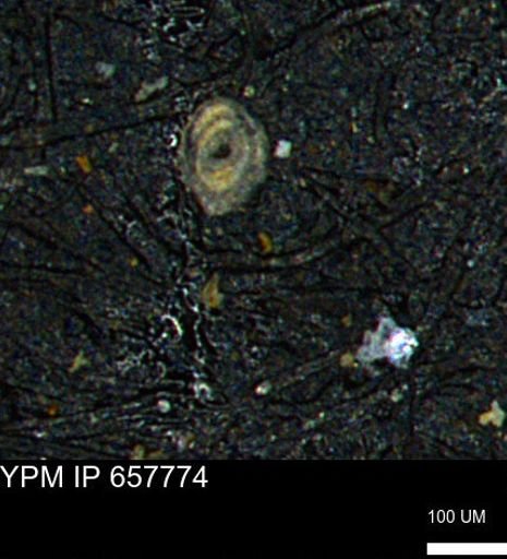 Spirolocammina subcircularis