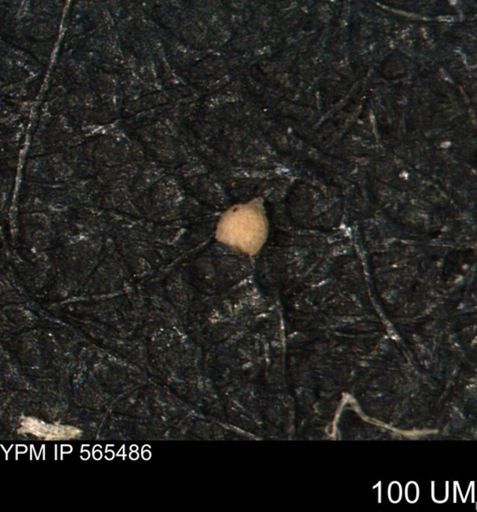 Clathrocyclas (Clathrocyclas) irrasa