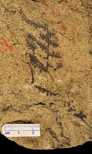 Microphyllopteris gieseckiana