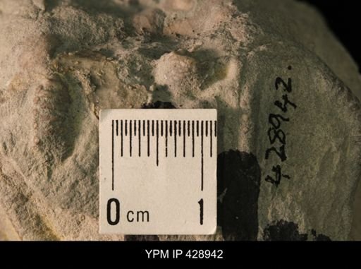 Onychaster sp.