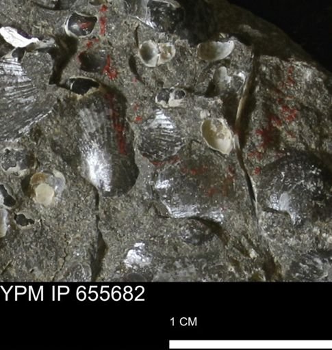 Oxytoma (Hypoxytoma) nebrascana