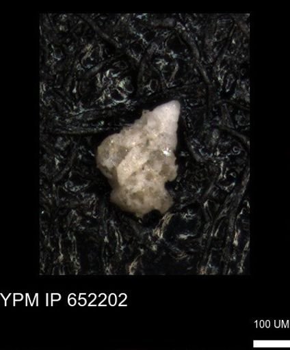 undet. Heterohelicidae