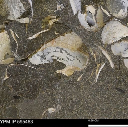 Protocardia sp.