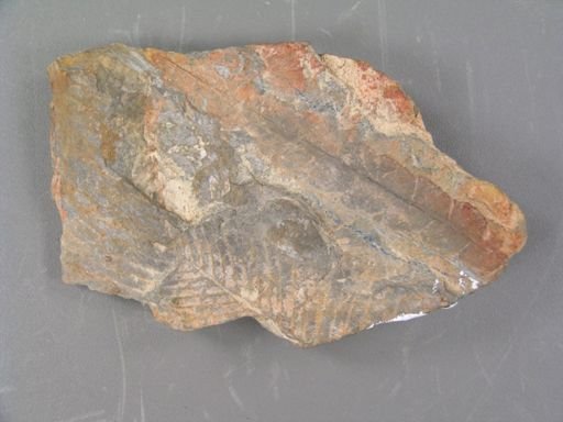 Anomozamites elegans