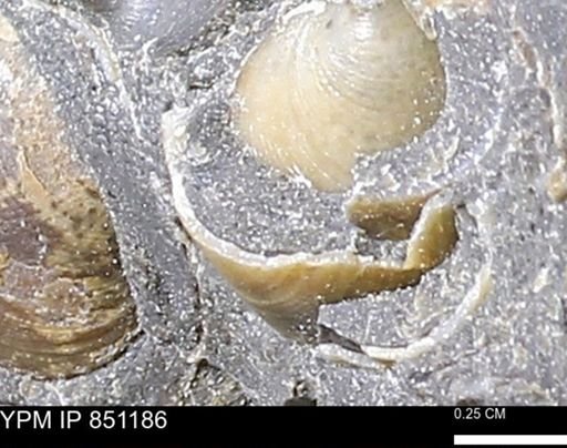 Limopsis striatopunctatus