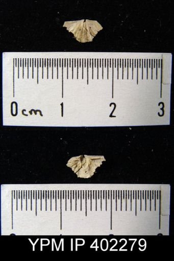Apheoorthis sp.