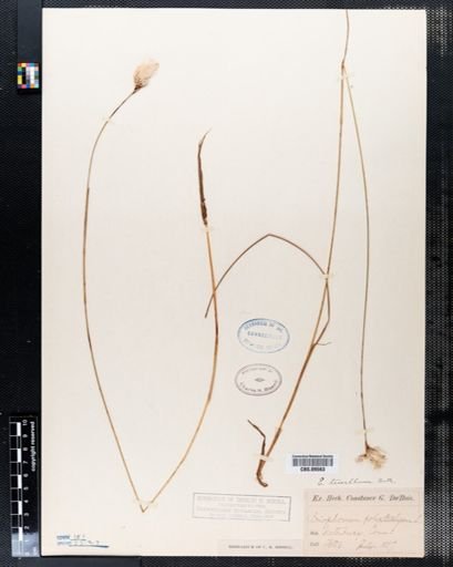 Eriophorum polystachion