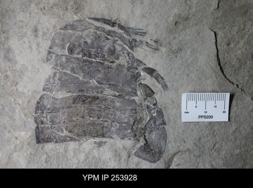 Eurypterus lacustris