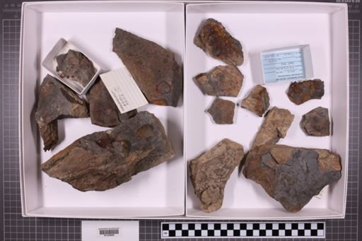 mixed taxa, stratigraphic collection