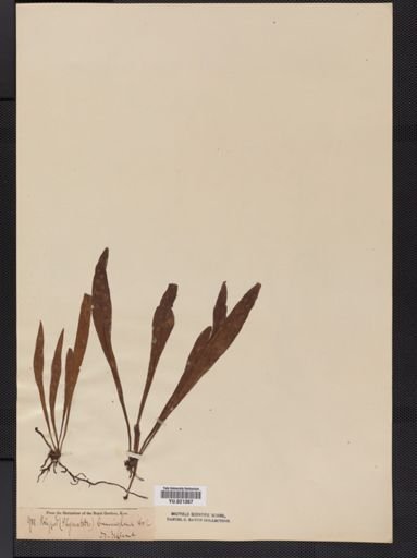 Polypodium