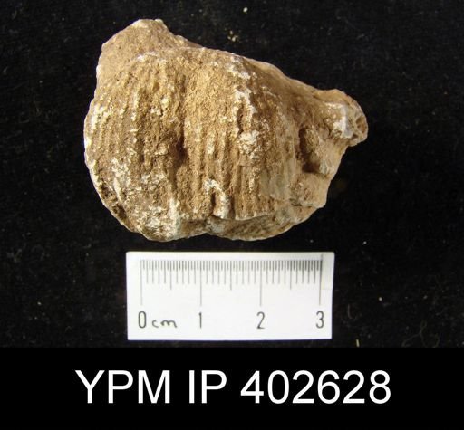 Productus sp.