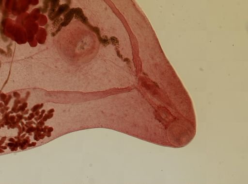 Prosthogonimus macrorchis