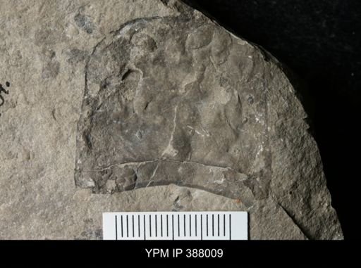 Eurypterus remipes