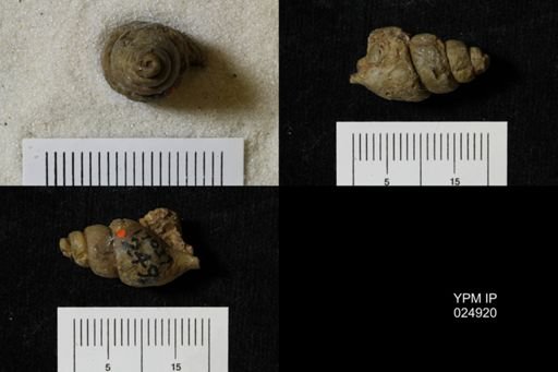 Chenopus turriculoides