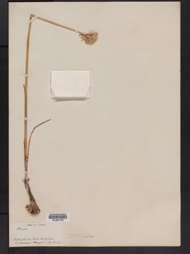 Allium schoenoprasum