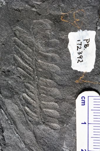Pecopteris sp.