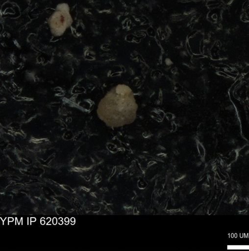 undet. Foraminiferida