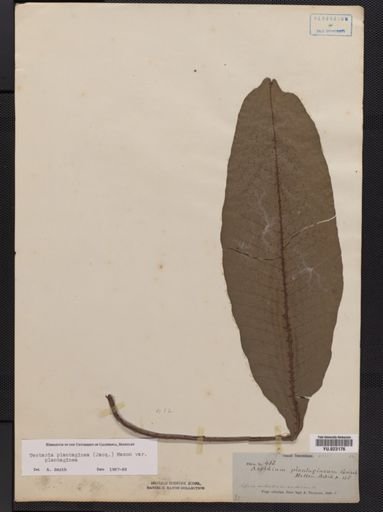 Tectaria