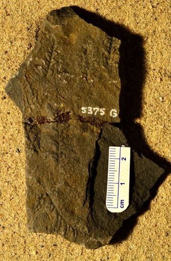 Pecopteris inflata
