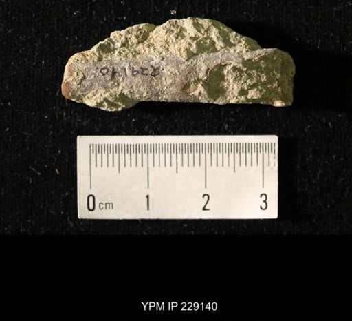 Pseudorthoceras knoxense