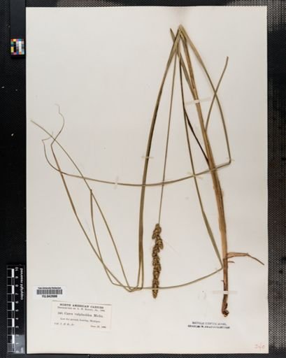 Carex vulpinoidea