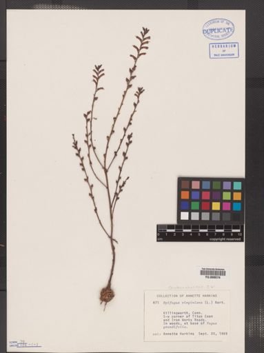 Epifagus virginiana