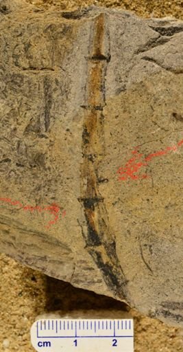 Calamites (Archaocalamites)