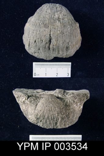 Productus pustulosus?