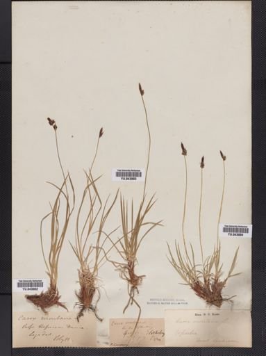 Carex