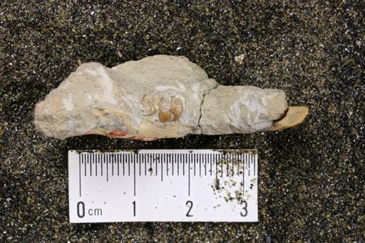 Castoridae?