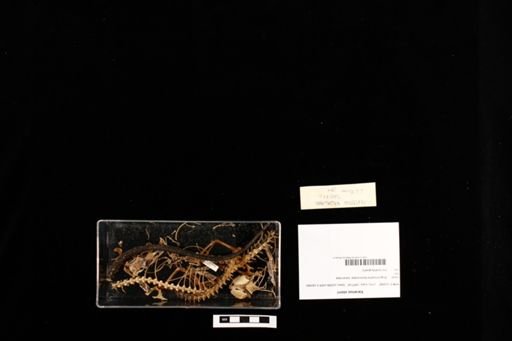 Varanus storri