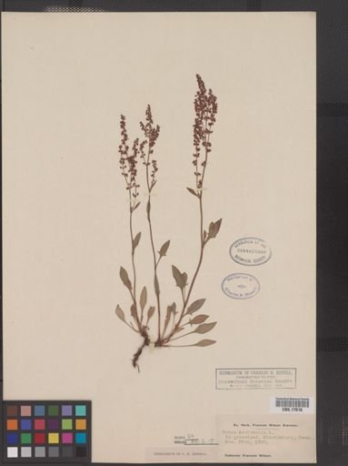 Rumex acetosella