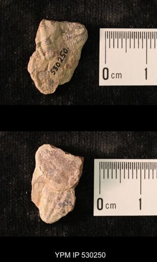 Elrathia kingi