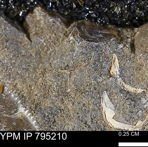undet. Bivalvia