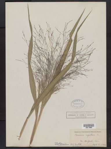 Panicum capillare