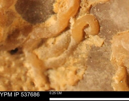 Glomerula sp.