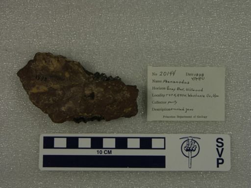 Phenacodus sp.