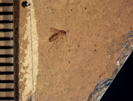 undet. Mycetophilidae