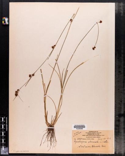 Rhynchospora glomerata